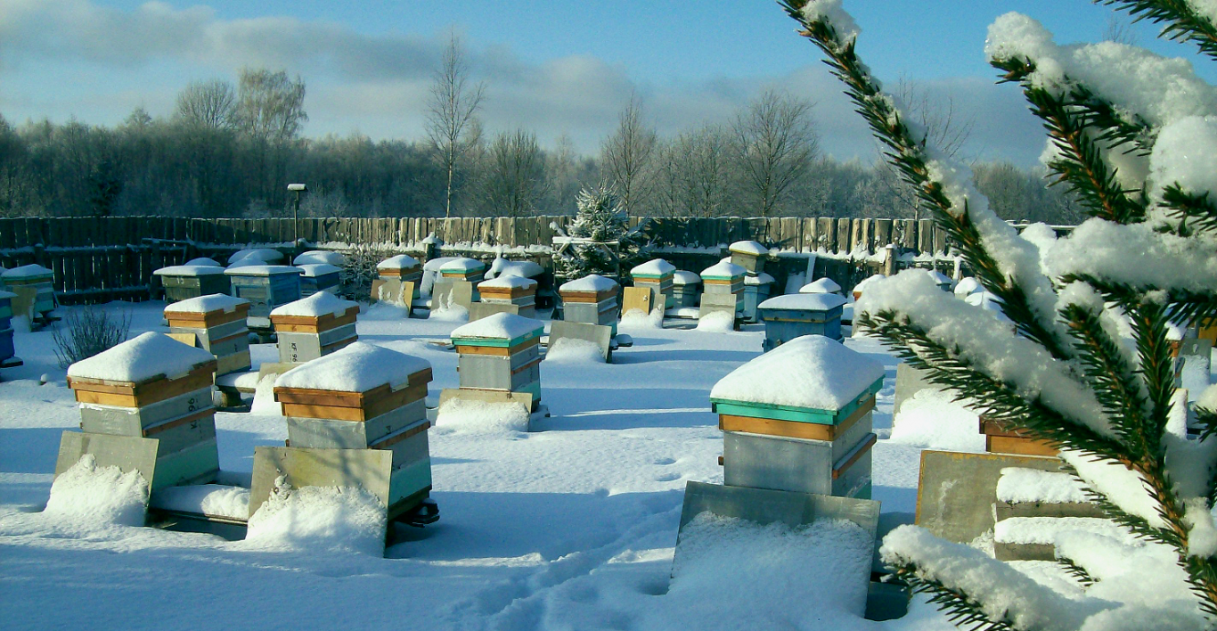 Пасека зимой:что делать пчеловоду зимой