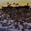 Под Харьковом массово гибнут пчелы (видео)