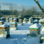 Пасека зимой:что делать пчеловоду зимой