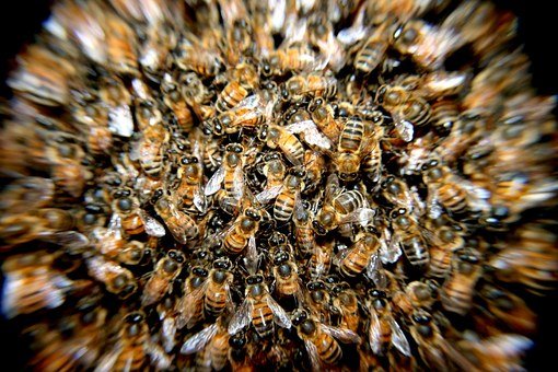 Биологи: Быстрообучаемые пчелы собирают мало ресурсов