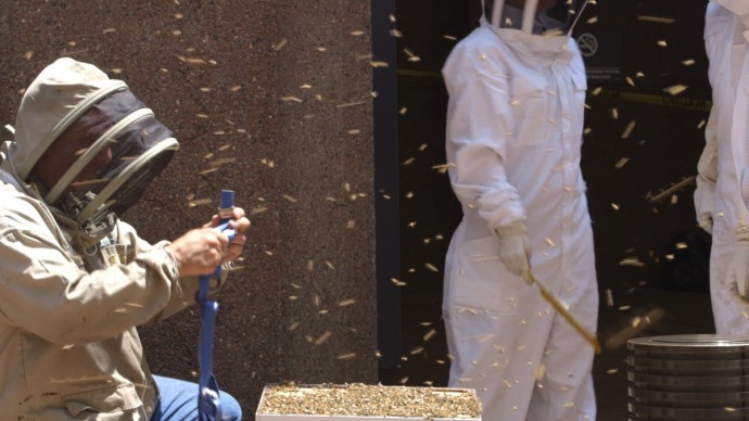 20 тысяч пчёл заблокировали вход в небоскрёб на Манхэттене