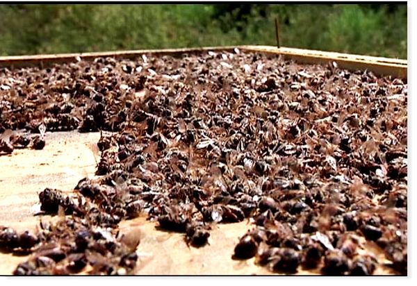 В Башкирском НИИ по пчеловодству рассказали о зимней гибели пчел