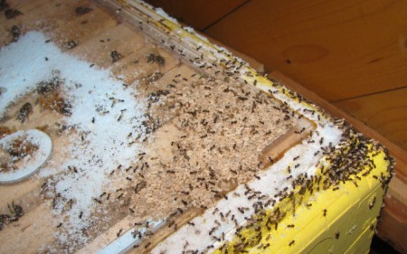 Как избавиться от муравьев на пасеке?