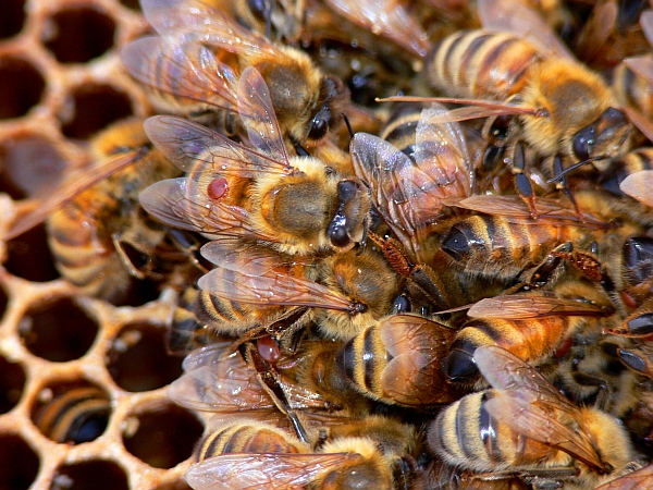 Гибель пчел в Башкирии вызвана клещом варроа