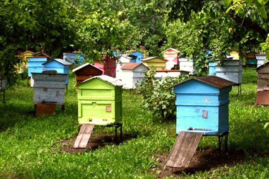 В Череповецком районе судимый пасечник похитил чужих пчел