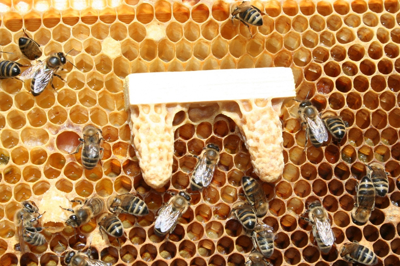 Преимущества искусственного размножения пчелиных семей