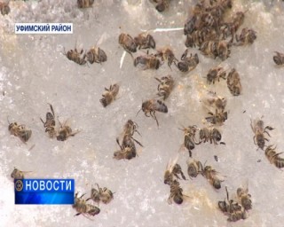 Причиной гибели пчёл в Башкортостане может быть неизвестный вирус