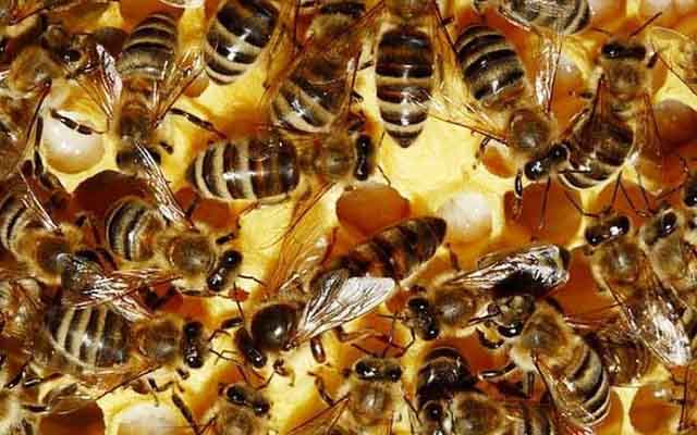Выбор породы пчел