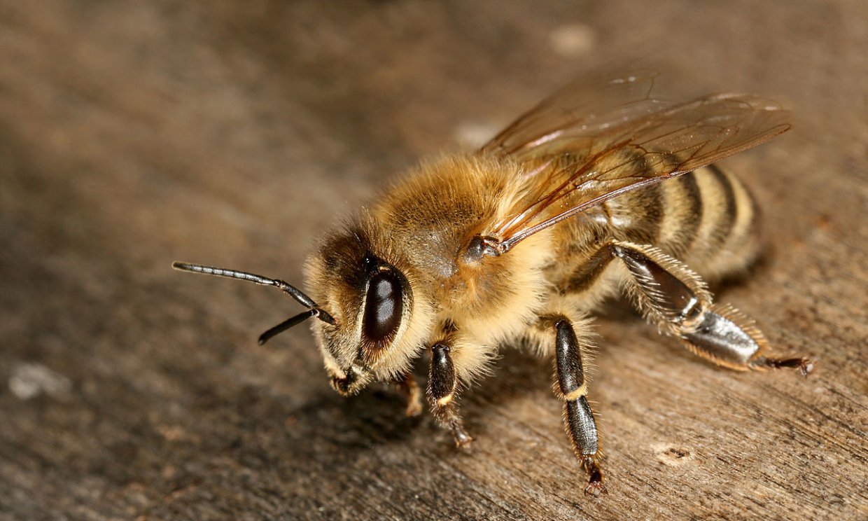 Житель Славского района украл у односельчанки дымари и поилки для пчел
