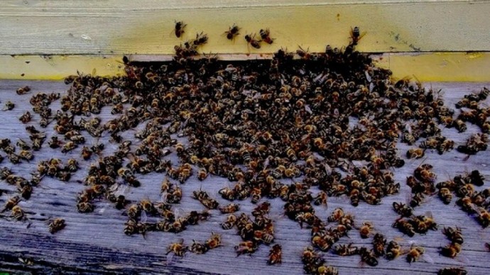 Под Харьковом массово гибнут пчелы (видео)
