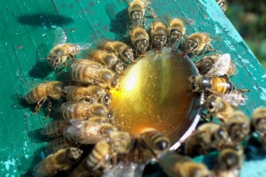 Пчелы взяток не берут: из-за холодного лета мед в Татарстане может стать «золотым»