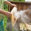 В Госдуме отказались регулировать пчеловодство