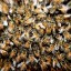 Биологи: Быстрообучаемые пчелы собирают мало ресурсов