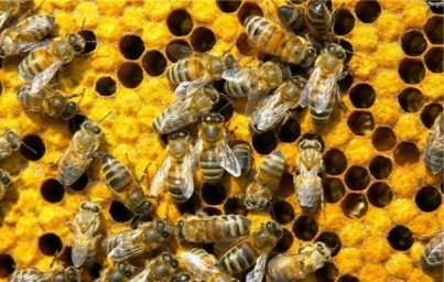 Москвичей познакомят с пчеловодством через арт-объекты на ВДНХ