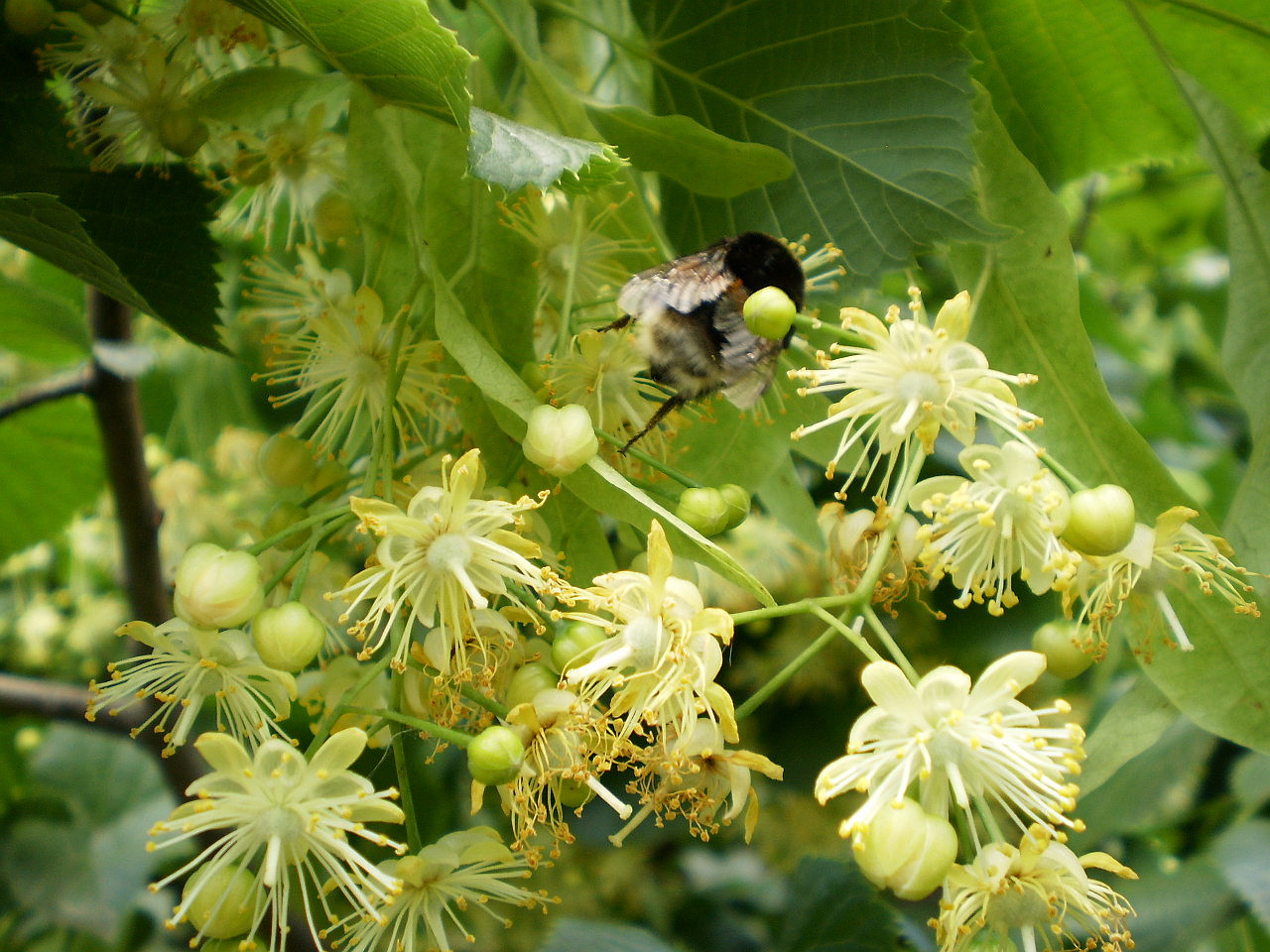 В Польше появятся медоносные лесопасадки в помощь пчеловодам