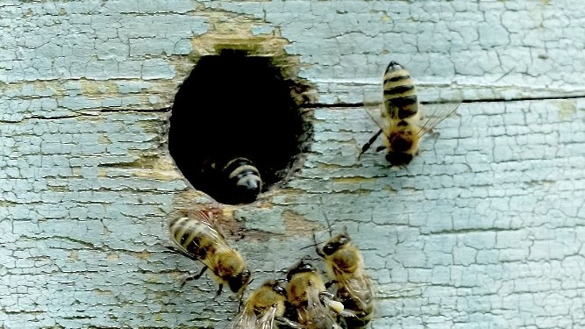 Закон о пчеловодстве может появиться в Подмосковье в 2018 году