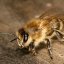 Житель Славского района украл у односельчанки дымари и поилки для пчел