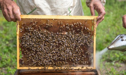В Украине создадут единый реестр пчеловодов