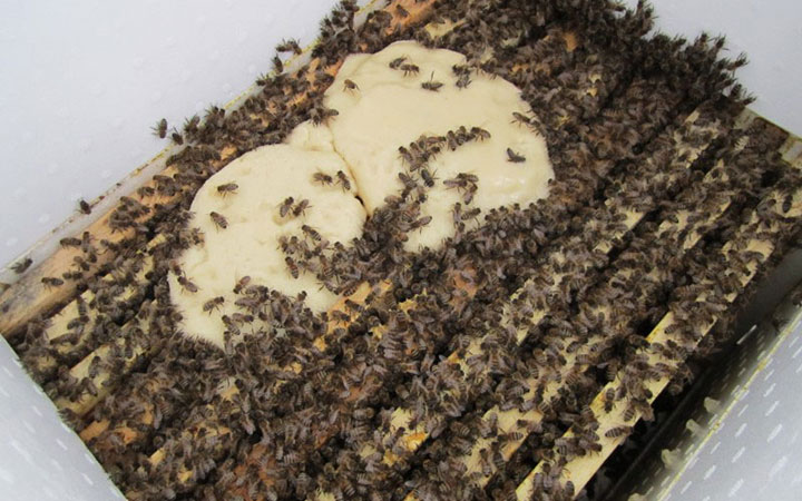 Как приготовить канди и когда подкармливать пчел зимой