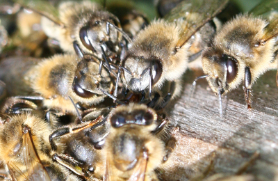 Помесные пчелы — надолго или навсегда?