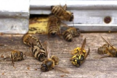 Пасечники Черкащины заявляют, что пестициды убили большинство пчел