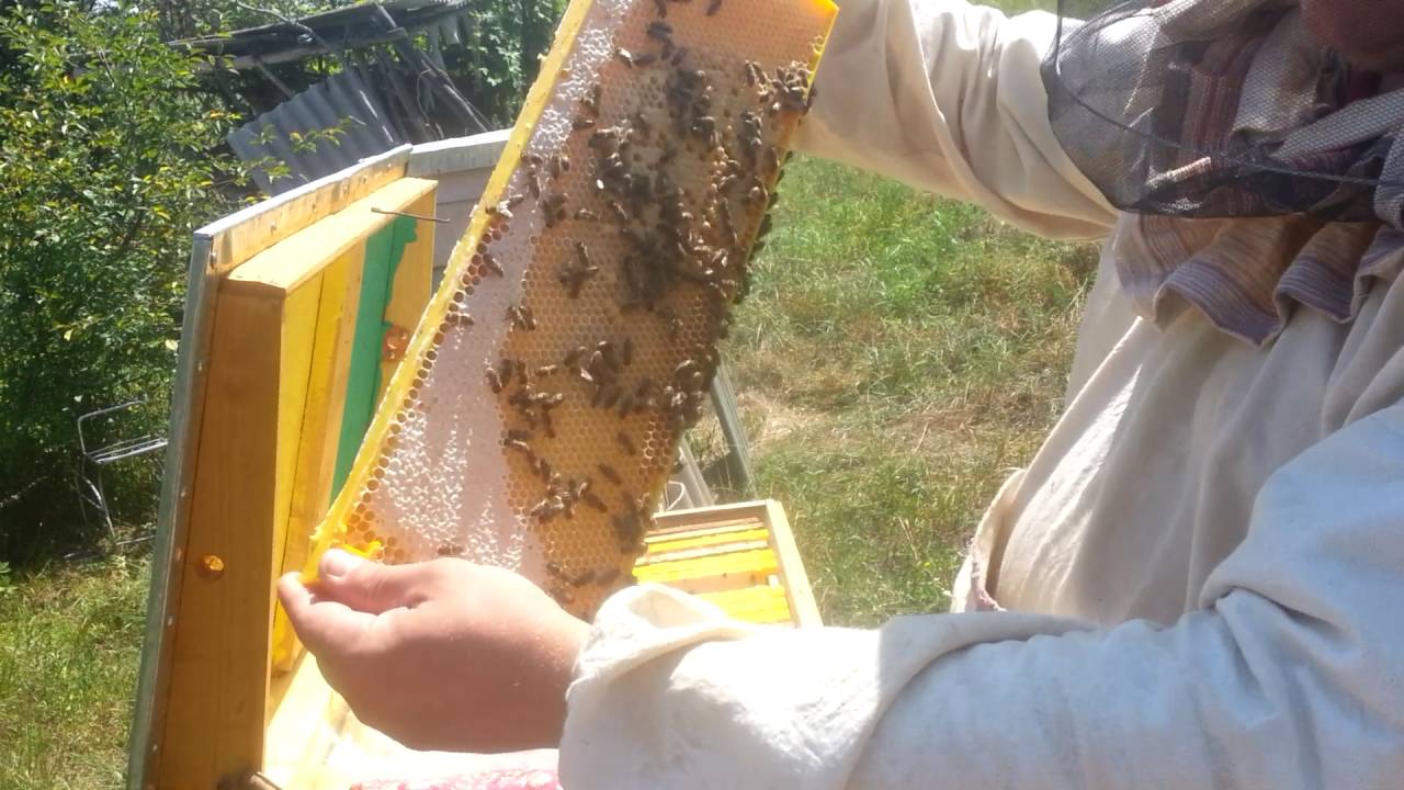 Главный взяток у пчёл. Как готовиться к медосбору