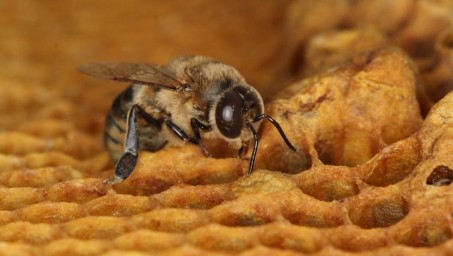 Пестициды и азиатские шершни: от чего гибнут французские пчелы