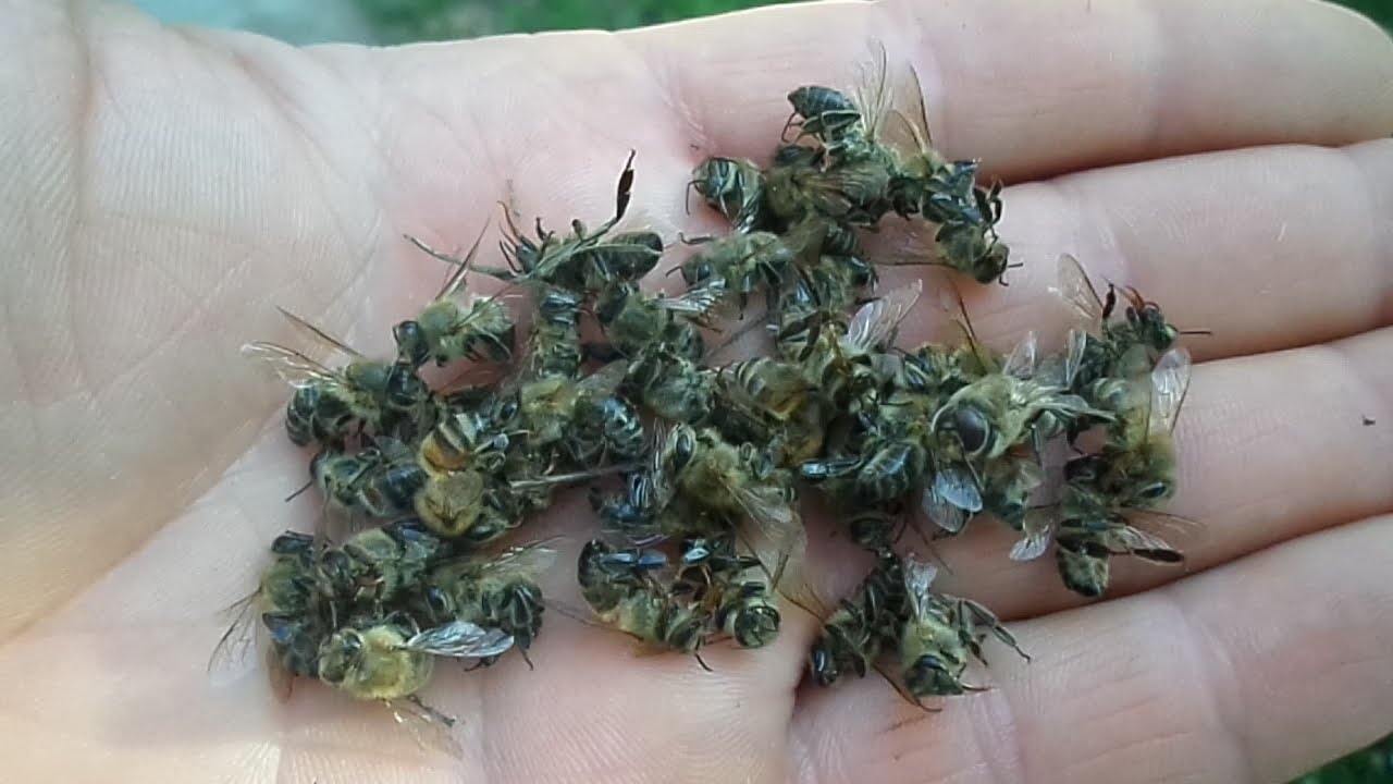 Почему и из-за чего пчелы гибнут зимой, осенью или весной