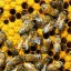 Москвичей познакомят с пчеловодством через арт-объекты на ВДНХ