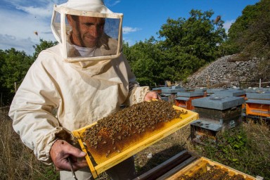 В Украине остро не хватает пчеловодов