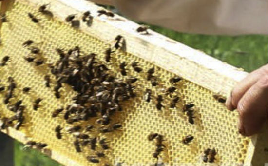 Потери башкирских пчеловодов после зимы составили до 90% пчелосемей