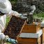 Медовый Новый год: как готовятся к празднику армянские пчеловоды