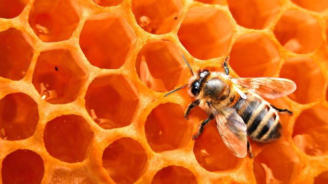 Под Орлом суд рассмотрел дело об аллергии на пчел