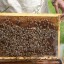 В Украине создадут единый реестр пчеловодов