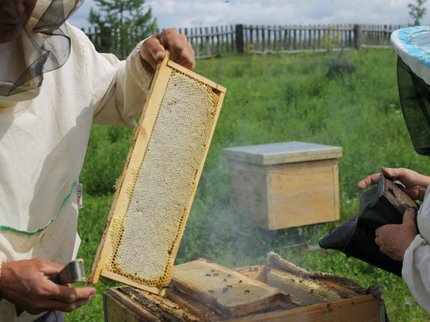Пчеловодов Башкирии обяжут оформлять ветпаспорт на каждую пасеку