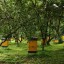 В Марий Эл пчеловодам обещают беспроблемную «прописку» на природе