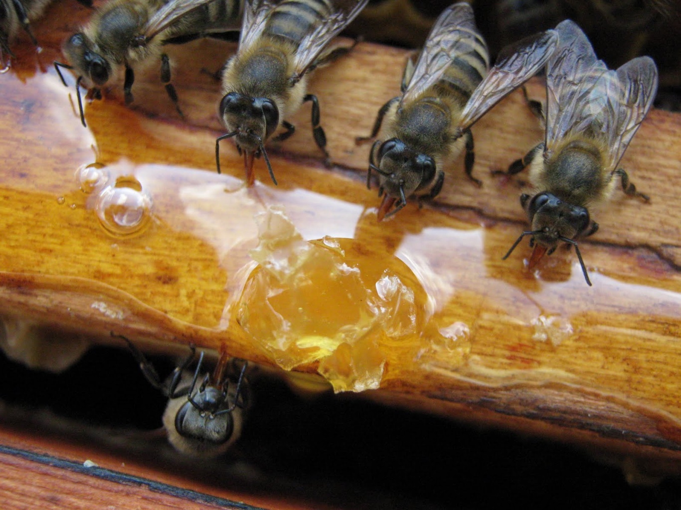 Стимулирующая подкормка пчел