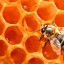 Под Орлом суд рассмотрел дело об аллергии на пчел