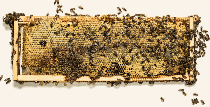 «Исчезновение пчёл пошатнёт мировую экономику»: как Monsanto борется с проблемой вымирания насекомых