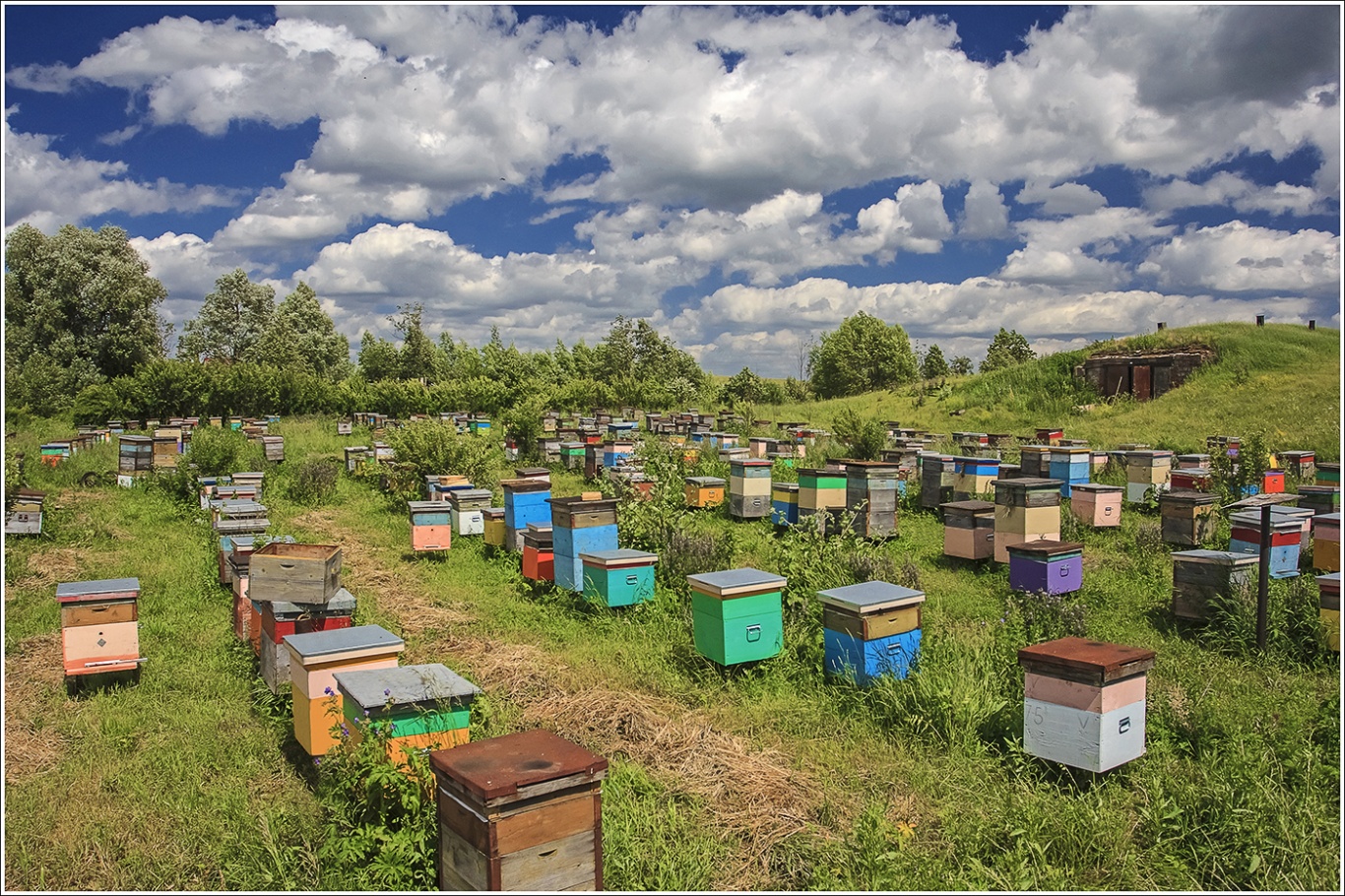 Повышение продуктивности пчелиных семей (план на 2 года)