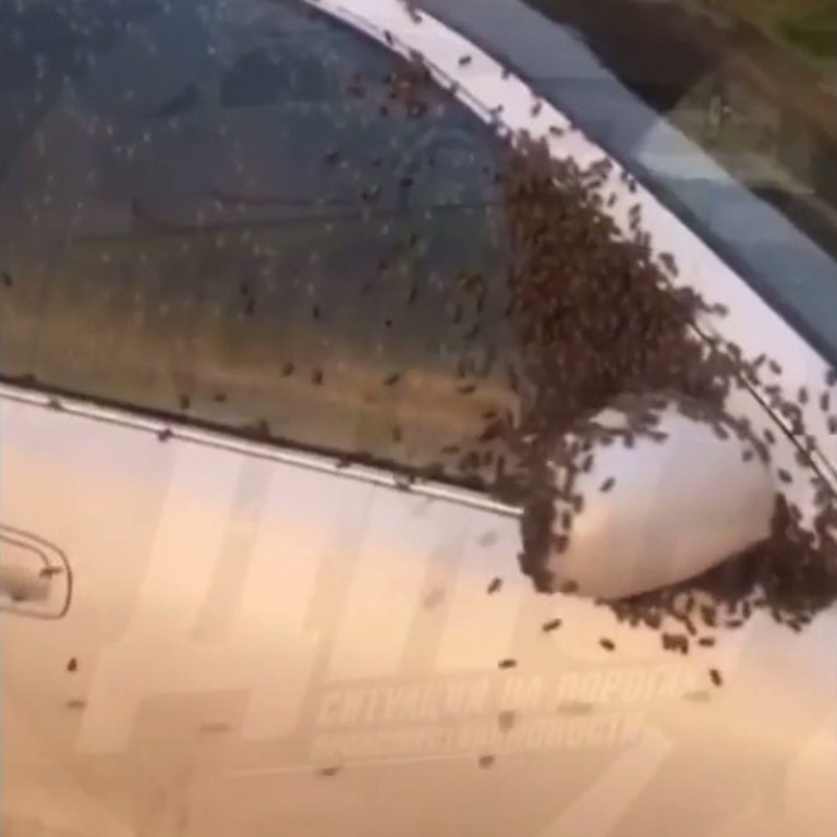 Рой пчел облепил автомобиль жителей Владивостока