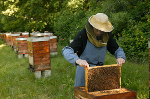 Украинское пчеловодство находится в патриархальном состоянии