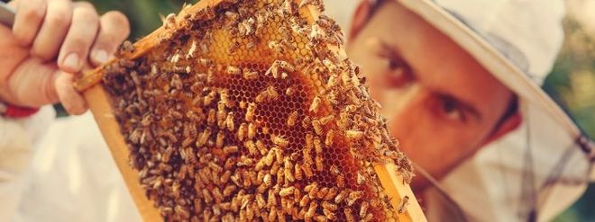 Украинским пчелам угрожает геноцид