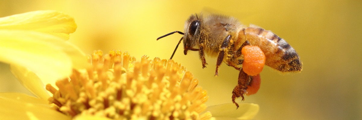 Пчеловодство.Начинающим пчеловода. # 1