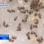 Причиной гибели пчёл в Башкортостане может быть неизвестный вирус