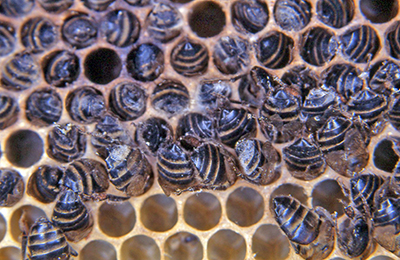 Поговорим о болезнях пчел и их профилактике