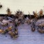 Минувшей зимой в Латвии погибли 19% пчелиных семей