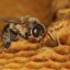Пестициды и азиатские шершни: от чего гибнут французские пчелы