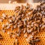 Porsche собирается заняться пчеловодством и продавать мед покупателям