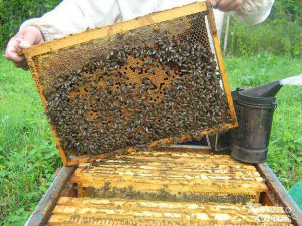 Состояние пчелосемей в начале июня
